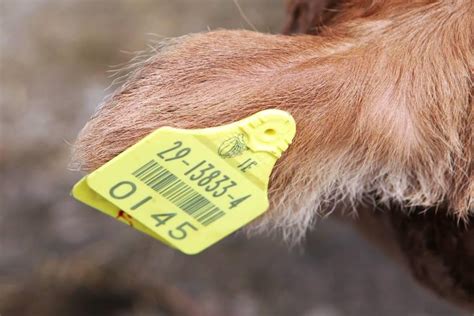 livestock tagging system